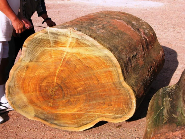 Kim tơ nam mộc - loại gỗ đáng giá hàng tỉ đồng